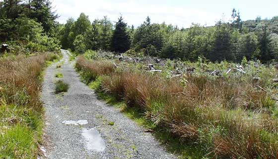 Route 2 – Llyn Elsi Long