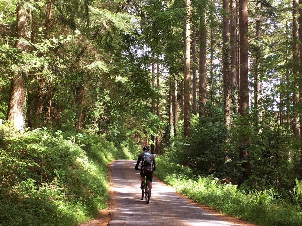 gwydir forest 2